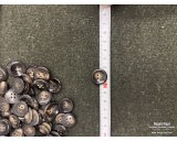 Replacement Old Stock Horn Buttons 350pcs